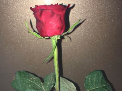 Crvena ruža Jovanina Cvećarica dostava