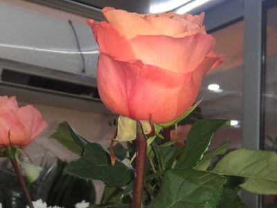 Ruža Jovanina Cvećarica dostava