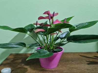 Anthurium smaller in a pot Jovanina Cvećarica delivery