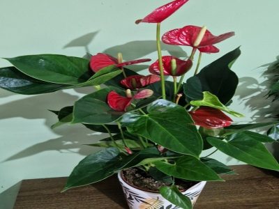 Anthurium larger in a pot Jovanina Cvećarica delivery