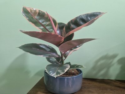 Ficus in a pot Jovanina Cvećarica delivery