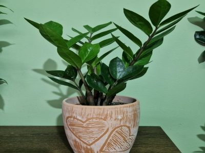 Zamia smaller in a pot Jovanina Cvećarica delivery