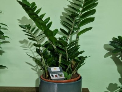 Zamia larger in apot Jovanina Cvećarica delivery