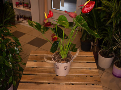 Anthurium Provance Cvećara delivery