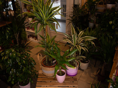 Dracaena fragans L Provance Cvećara delivery