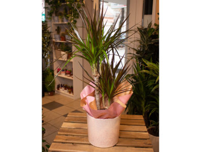 Dracaena marginata Provance Cvećara delivery